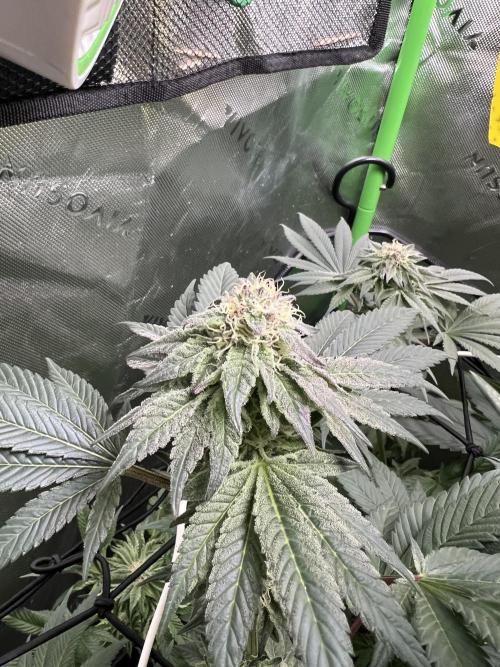 Stecklinge von MannyTs Selection. Week 11