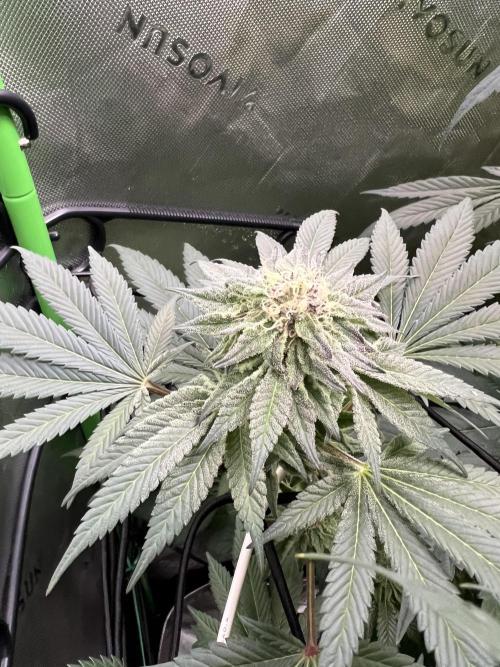 Stecklinge von MannyTs Selection. Week 11