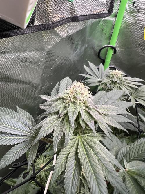 Stecklinge von MannyTs Selection. Week 11