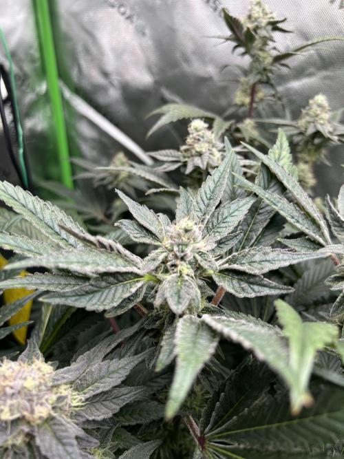 Stecklinge von MannyTs Selection. Week 11