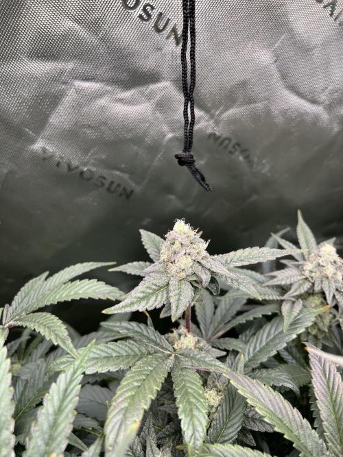 Stecklinge von MannyTs Selection. Week 11