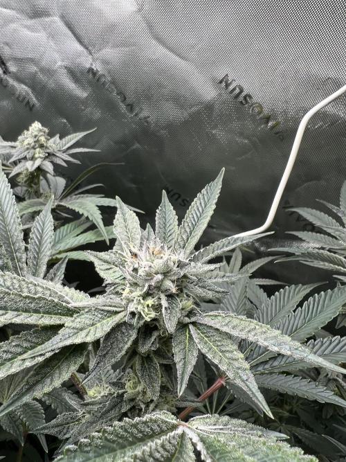 Stecklinge von MannyTs Selection. Week 11