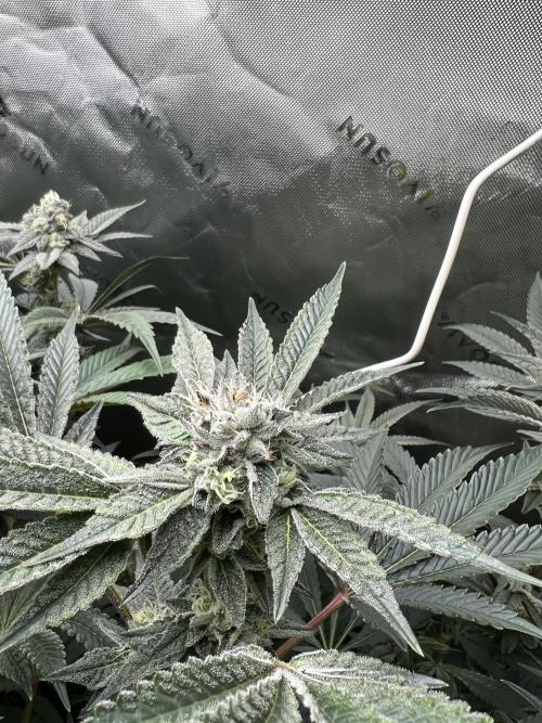 Stecklinge von MannyTs Selection. Week 11