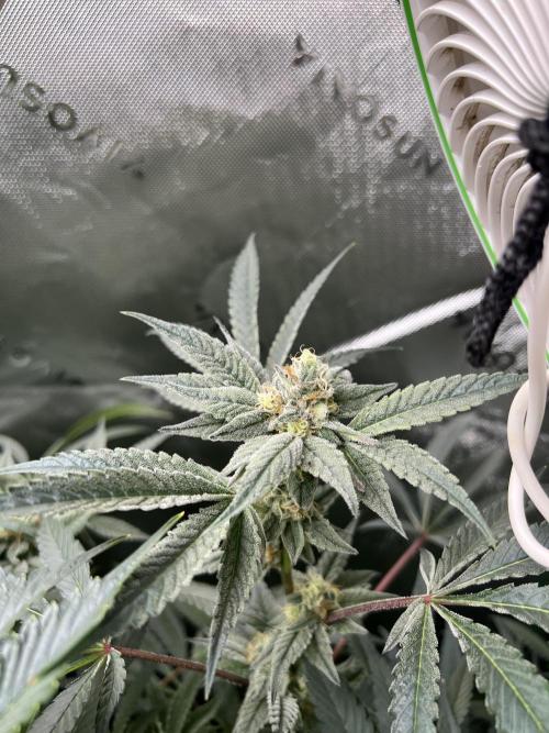 Stecklinge von MannyTs Selection. Week 11