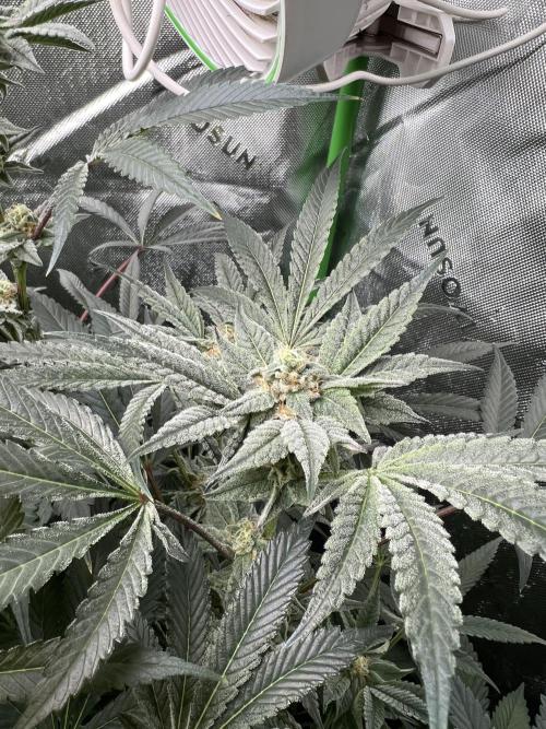 Stecklinge von MannyTs Selection. Week 11