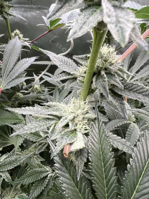 Stecklinge von MannyTs Selection. Week 11