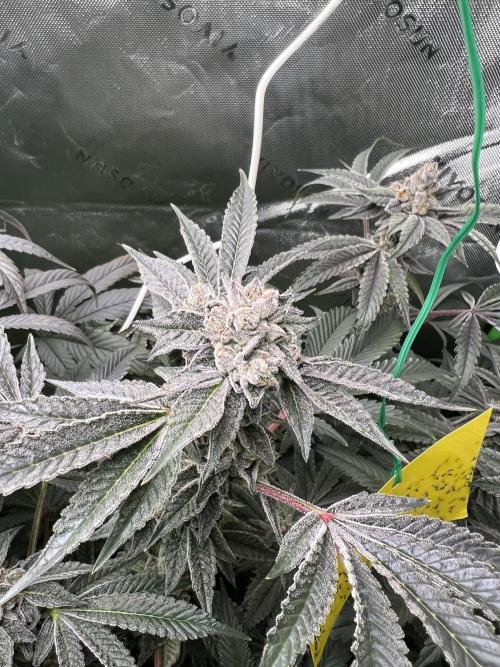 Stecklinge von MannyTs Selection. Week 12