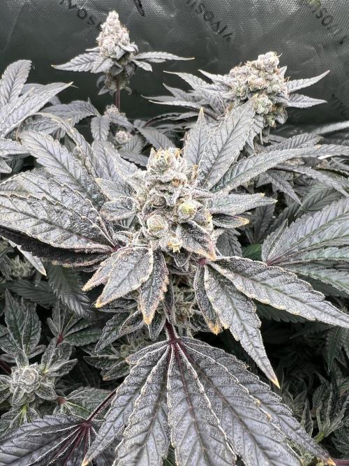 Stecklinge von MannyTs Selection. Week 12