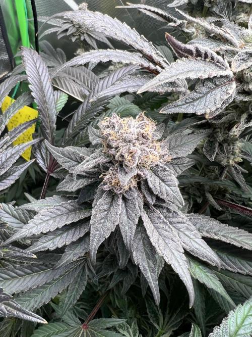 Stecklinge von MannyTs Selection. Week 12