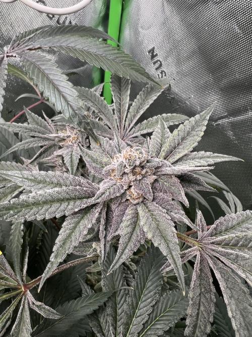 Stecklinge von MannyTs Selection. Week 12