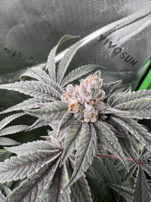 Stecklinge von MannyTs Selection. Week 12