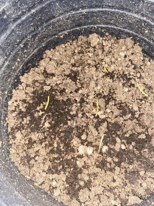 Cultivo exterior Patagonia Argentina. Week 0