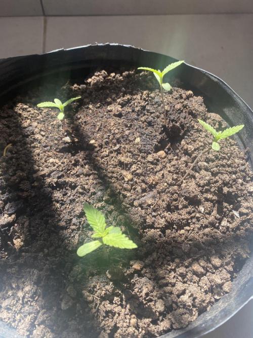 Cultivo exterior Patagonia Argentina. Week 0 - El día 1 de octubre se asomaron, cometi el error de plantarlas juntas 