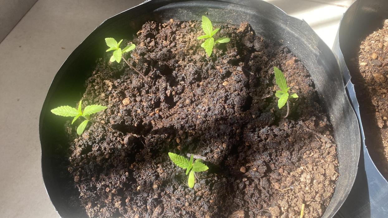 Cultivo exterior Patagonia Argentina. Week 1