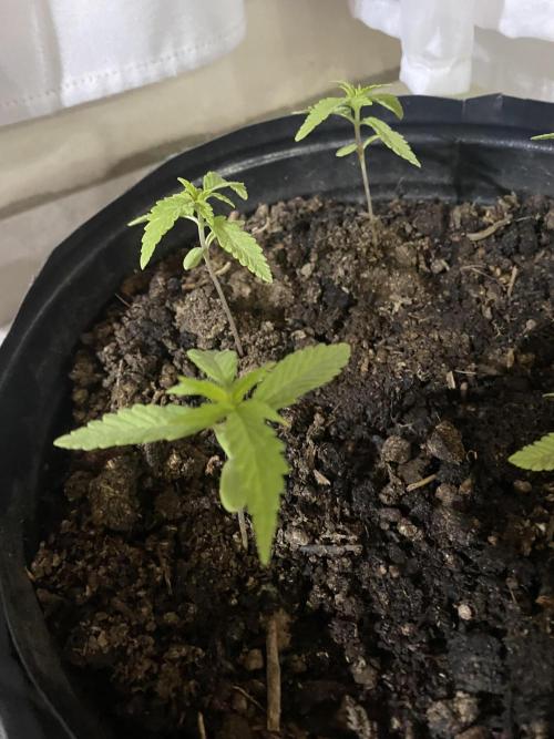 Cultivo exterior Patagonia Argentina. Week 2