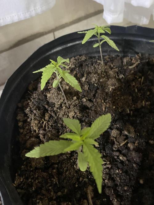 Cultivo exterior Patagonia Argentina. Week 2