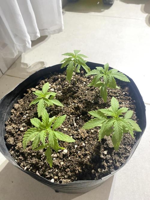 Cultivo exterior Patagonia Argentina. Week 3