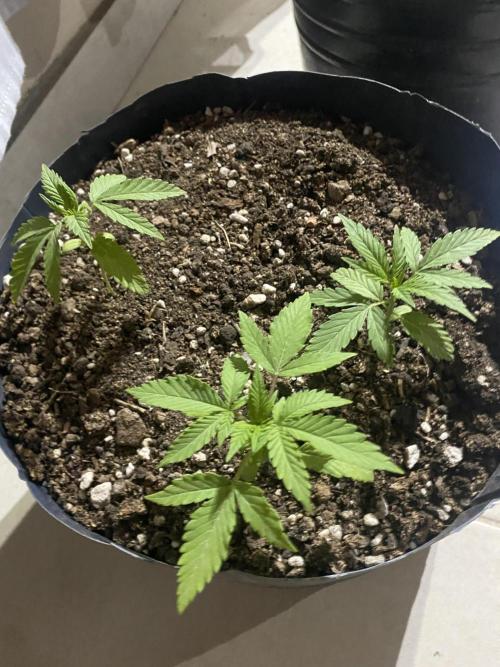 Cultivo exterior Patagonia Argentina. Week 3