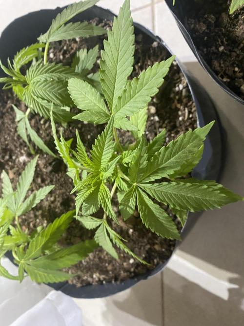 Cultivo exterior Patagonia Argentina. Week 4