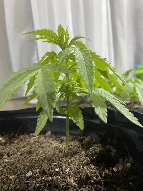 Cultivo exterior Patagonia Argentina. Week 4