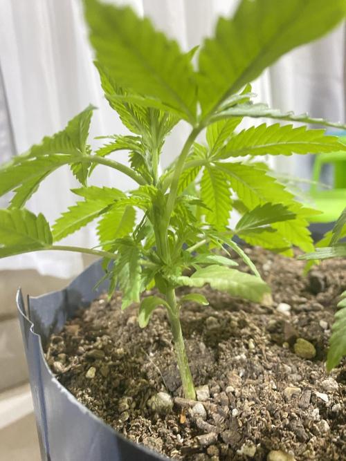 Cultivo exterior Patagonia Argentina. Week 4