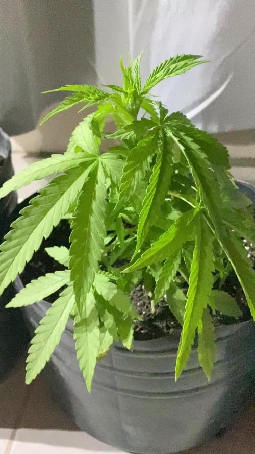 Cultivo exterior Patagonia Argentina