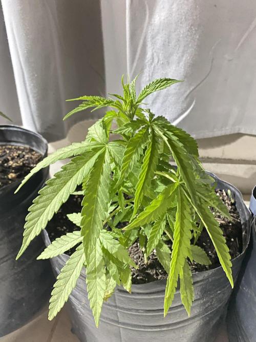 Cultivo exterior Patagonia Argentina. Week 5