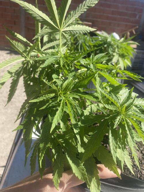 Cultivo exterior Patagonia Argentina. Week 6