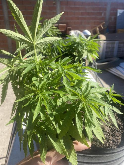 Cultivo exterior Patagonia Argentina. Week 6