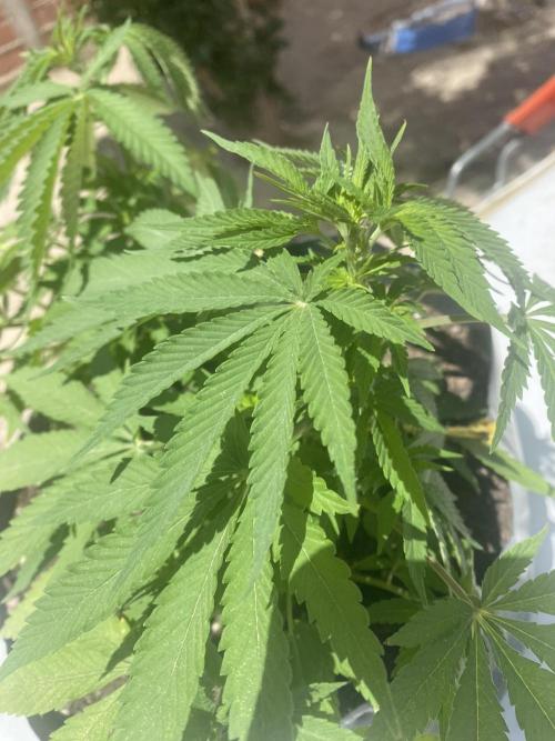 Cultivo exterior Patagonia Argentina. Week 6