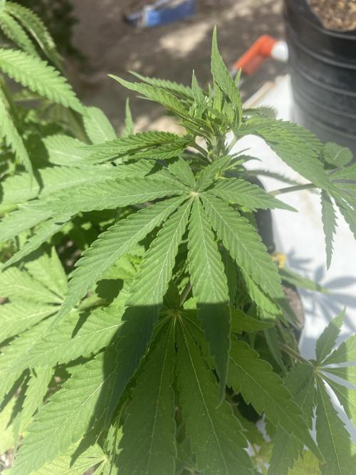 Cultivo exterior Patagonia Argentina. Week 6