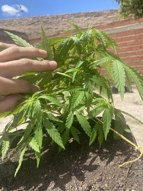 Cultivo exterior Patagonia Argentina. Week 6