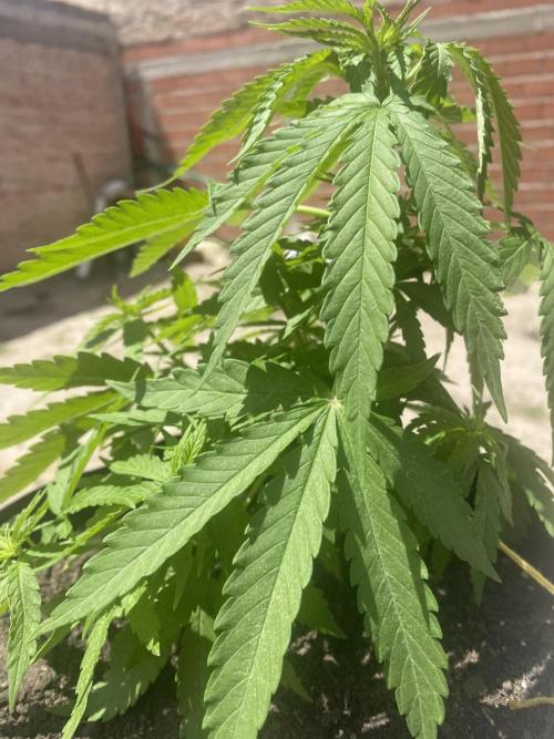 Cultivo exterior Patagonia Argentina. Week 6