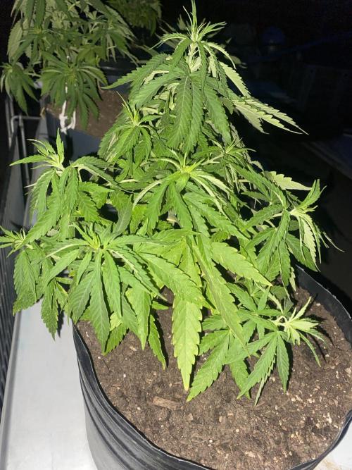 Cultivo exterior Patagonia Argentina. Week 7