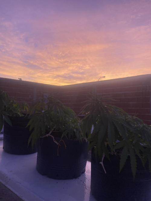 Cultivo exterior Patagonia Argentina. Week 7