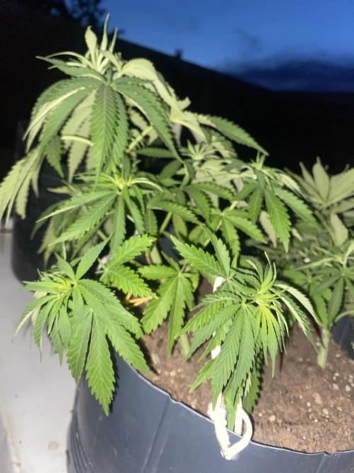 Cultivo exterior Patagonia Argentina. Week 7