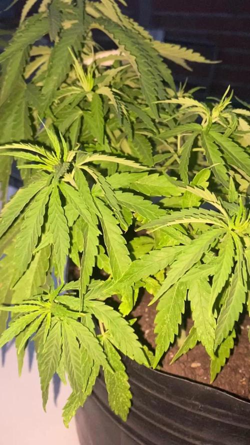 Cultivo exterior Patagonia Argentina