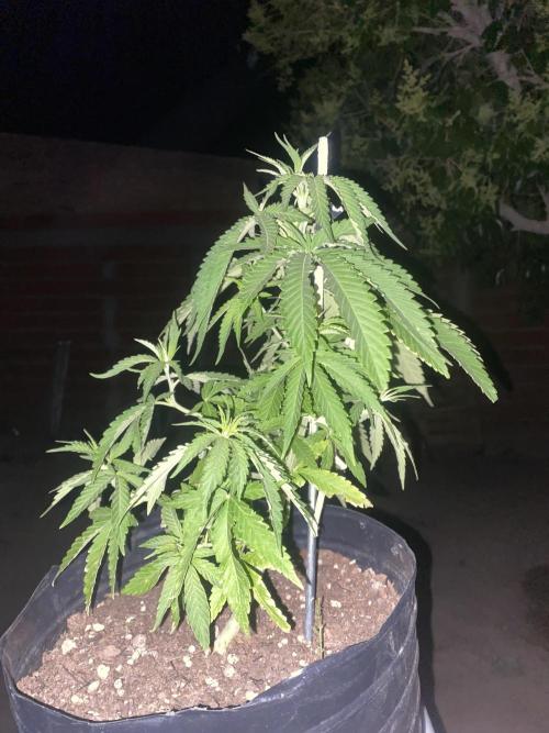 Cultivo exterior Patagonia Argentina. Week 7