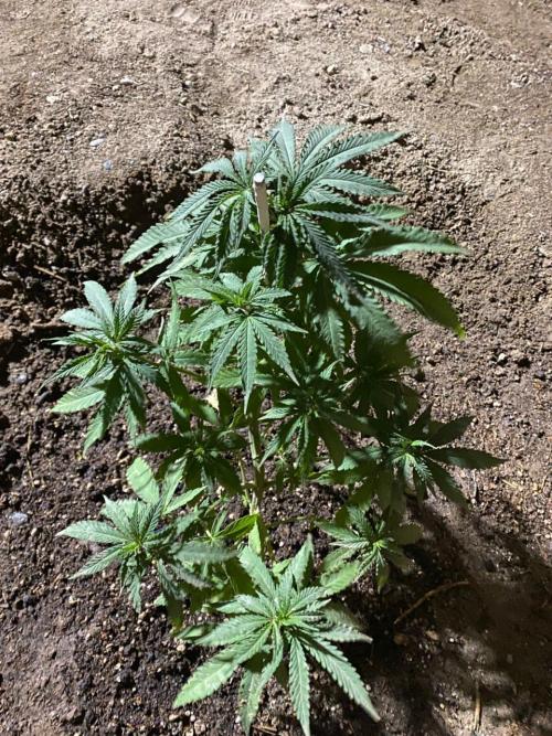 Cultivo exterior Patagonia Argentina. Week 8