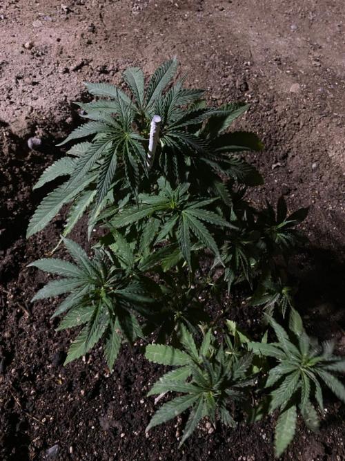 Cultivo exterior Patagonia Argentina. Week 8