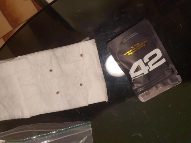 4x 42fastbuds mixed autoflower run#1. Week 0