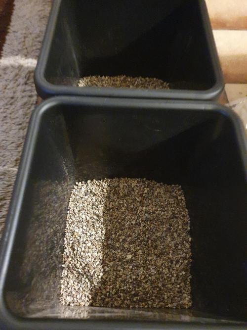 4x 42fastbuds mixed autoflower run#1. Week 0