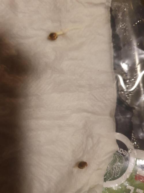 4x 42fastbuds mixed autoflower run#1. Week 0 - 8-12-2025