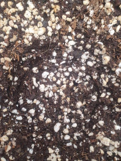 4x 42fastbuds mixed autoflower run#1. Week 1