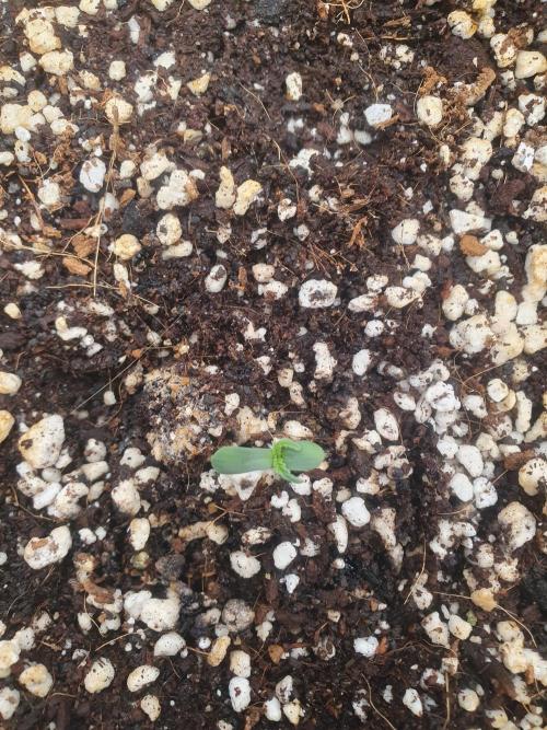 4x 42fastbuds mixed autoflower run#1. Week 1