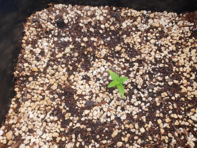 4x 42fastbuds mixed autoflower run#1. Week 2 - The first to pop up but off to a slow start