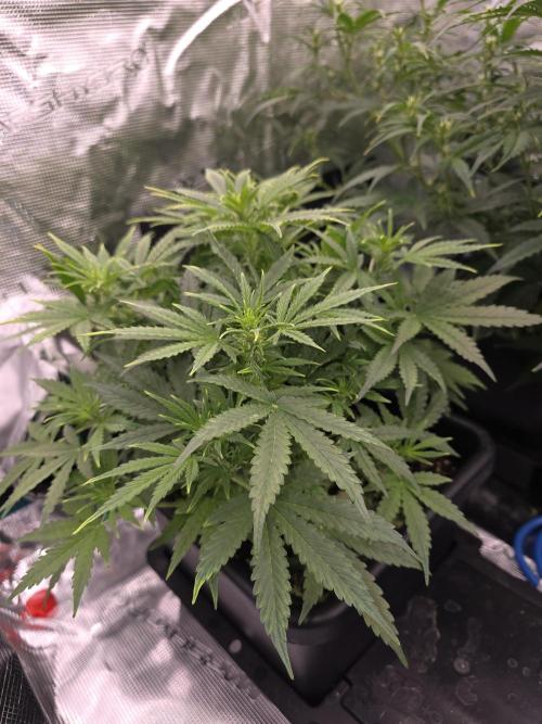 4x 42fastbuds mixed autoflower run#1. Week 3