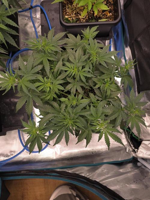 4x 42fastbuds mixed autoflower run#1. Week 3