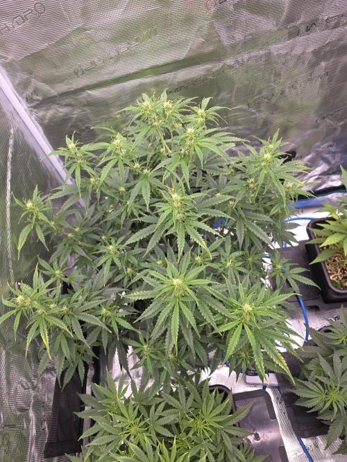 4x 42fastbuds mixed autoflower run#1. Week 3