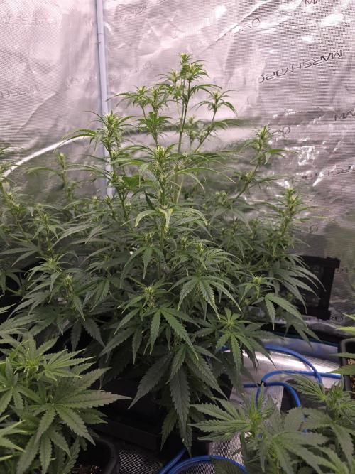 4x 42fastbuds mixed autoflower run#1. Week 3